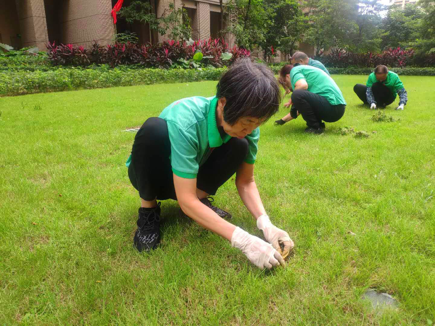 小区绿化养护草坪的养护