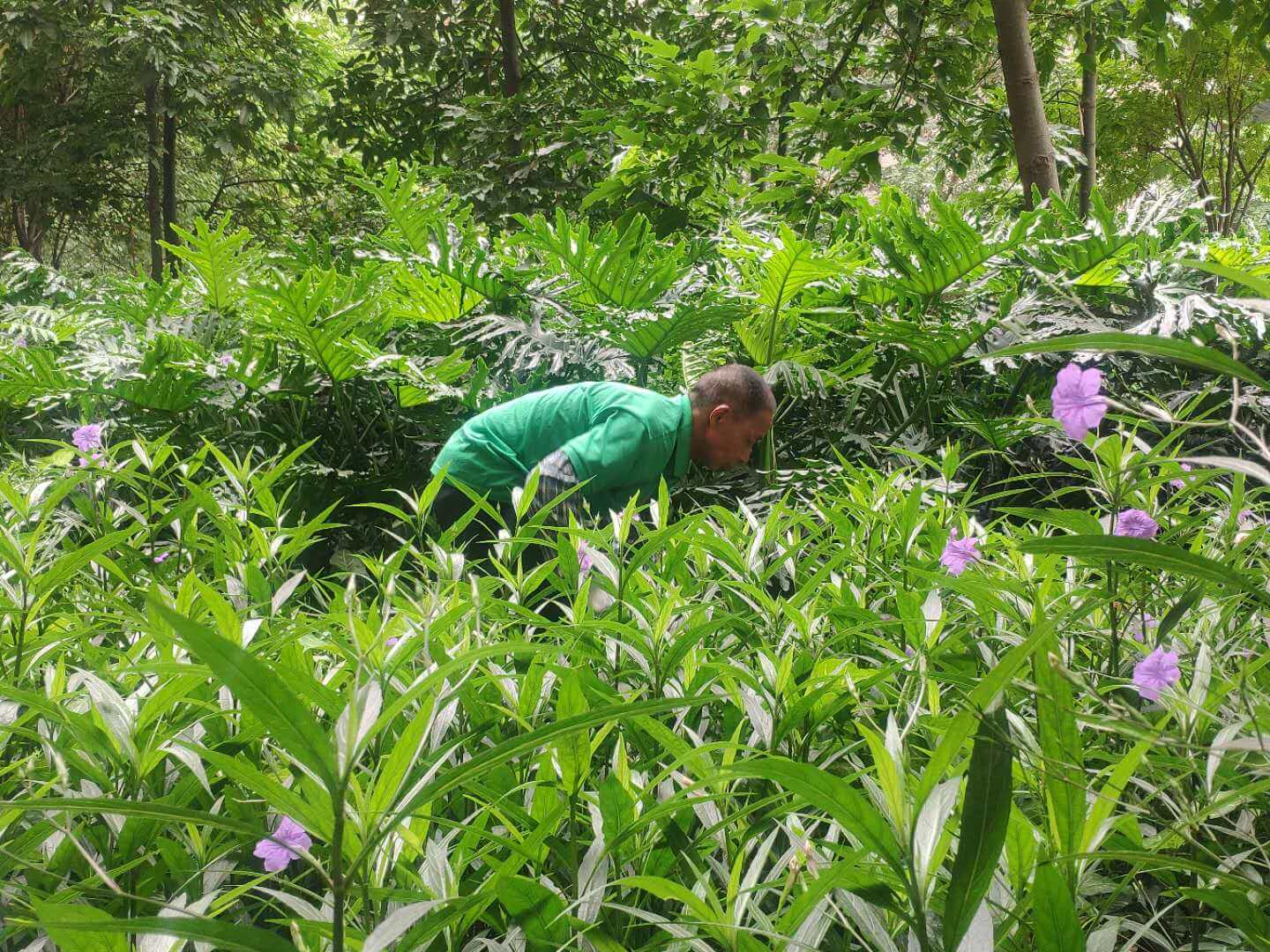 小区绿化养护植物的种类