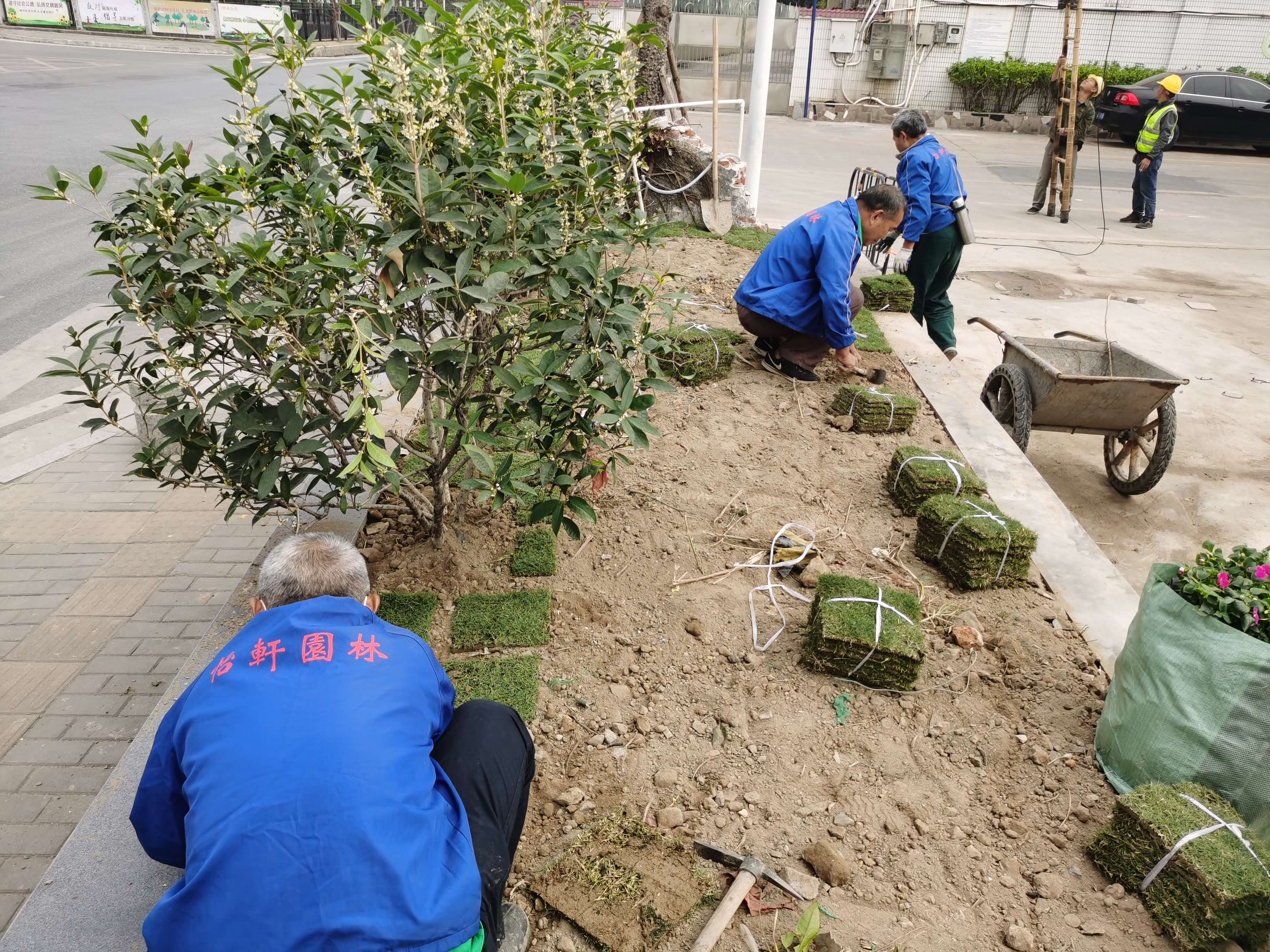 园林绿化养护补植草皮