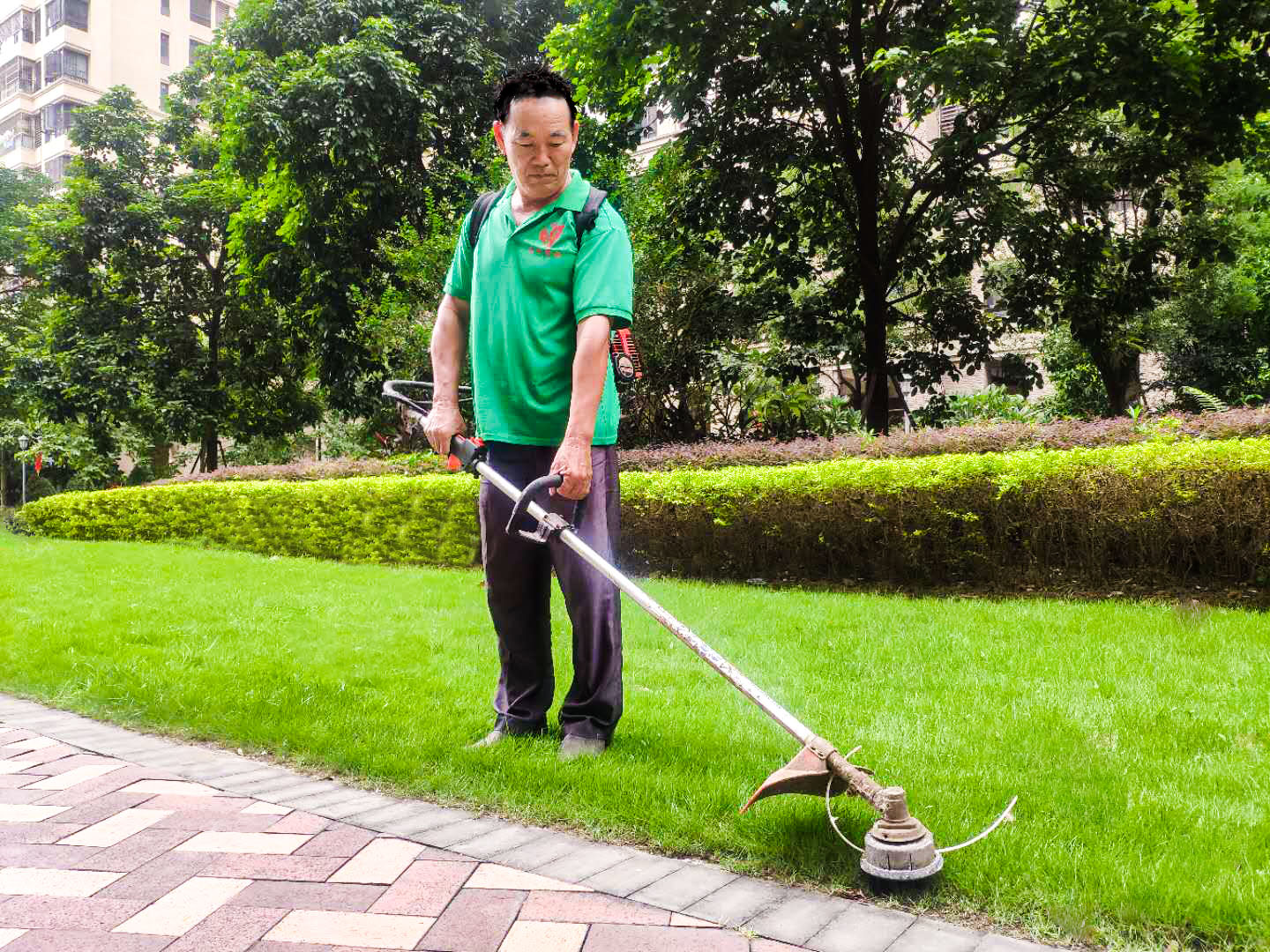 小区绿化养护中草坪在旺长阶段的治理 