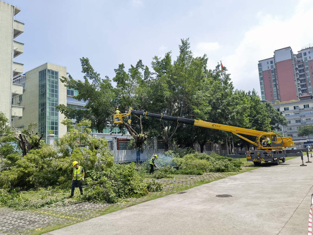 小区绿化养护树木修剪