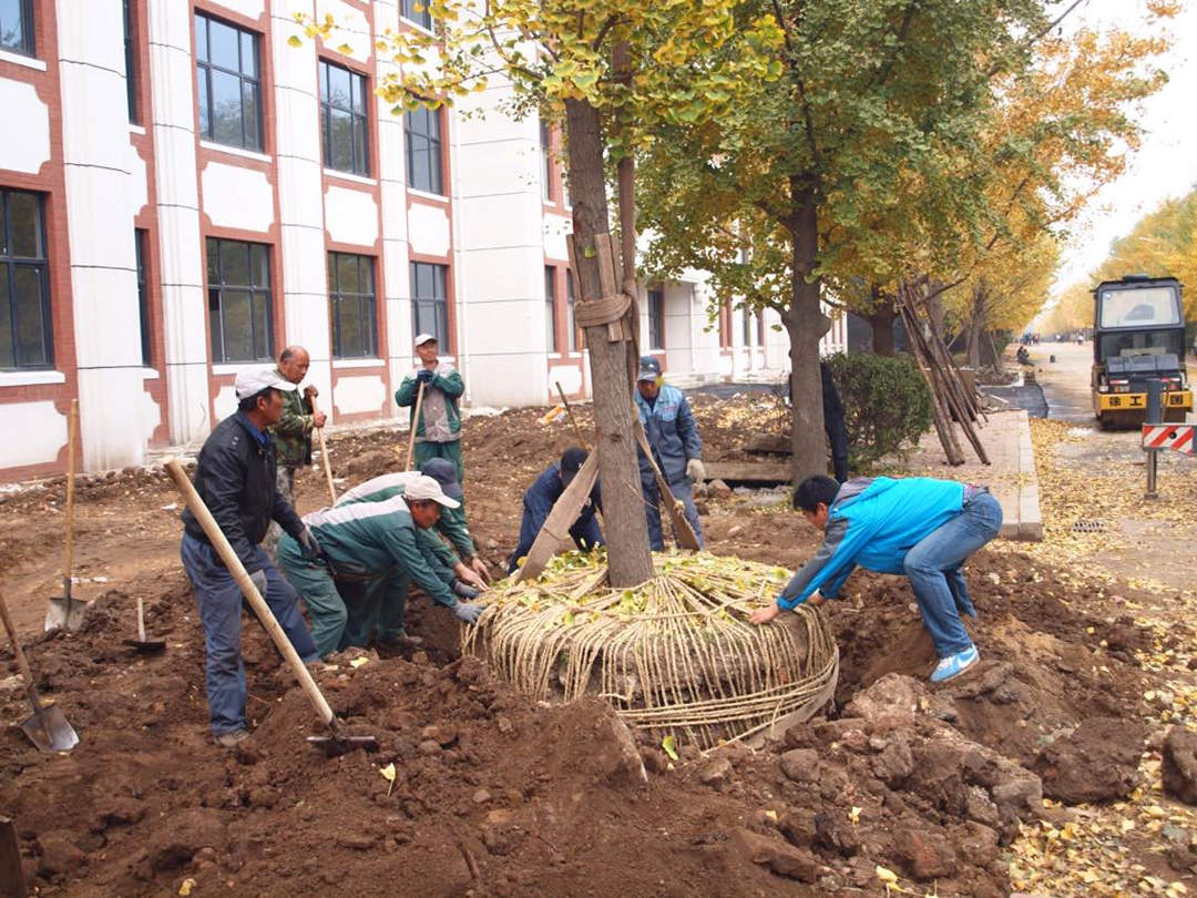 园林绿化工程施工历程中苗木的移植事情