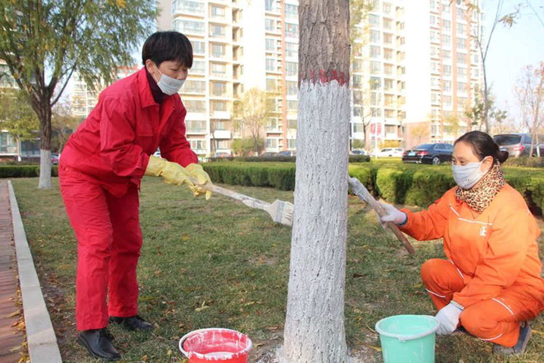 绿化养护行道树涂白