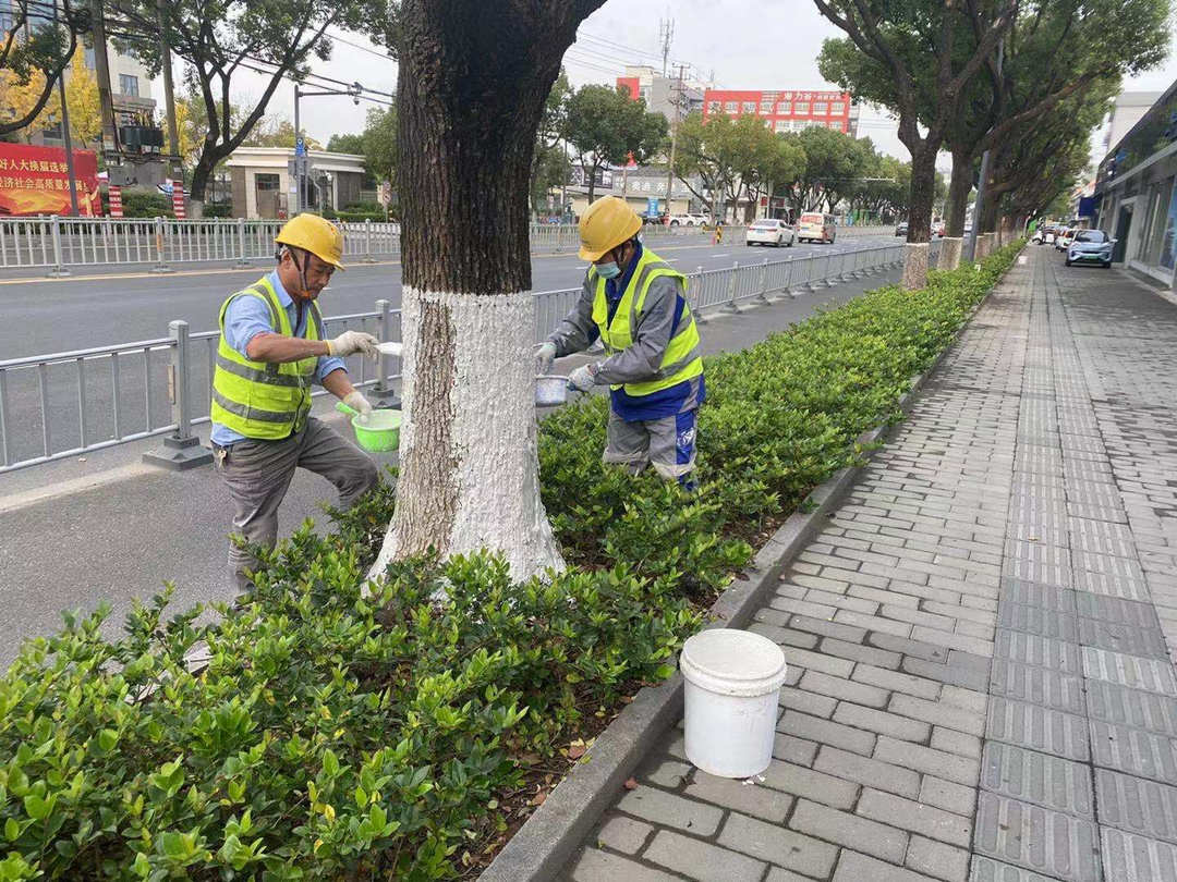 里水城区蹊径绿化苗木涂白