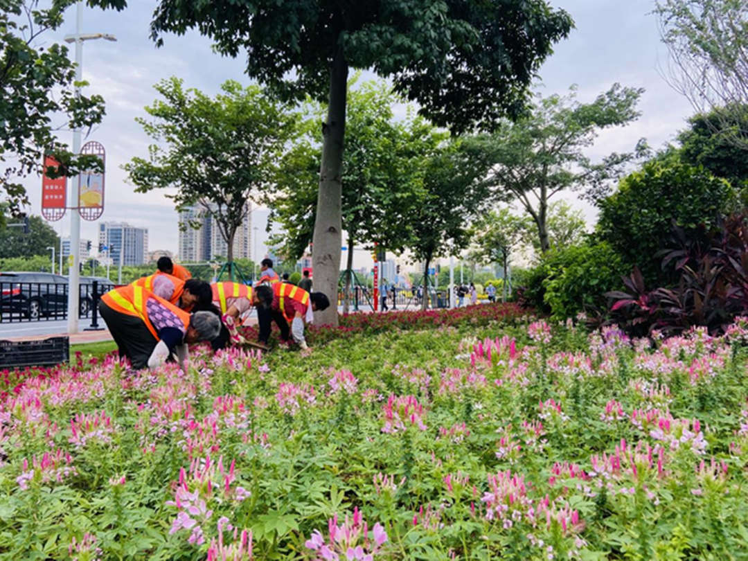 凯时娱乐绿化公司工人们正在蹊径旁的绿地举行补栽补植