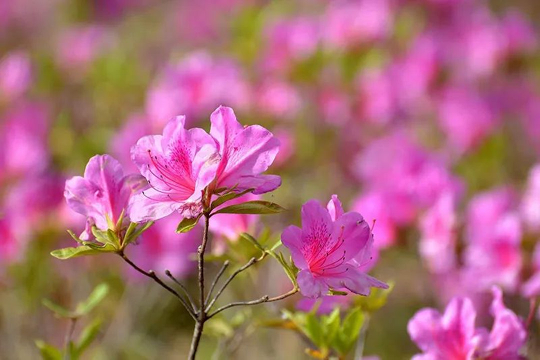 鲜艳的花海