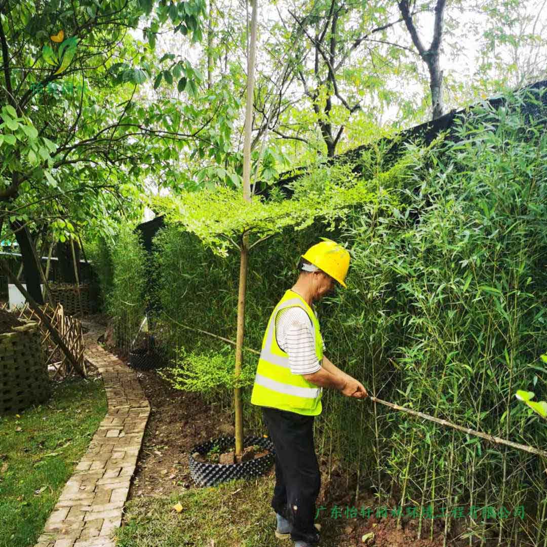 番禺露营基地绿化工程施工现场