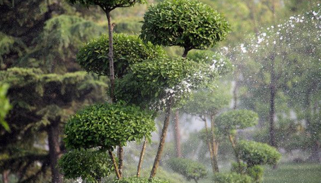 园林绿化养护历程中差别植物有着差别的浇灌技巧