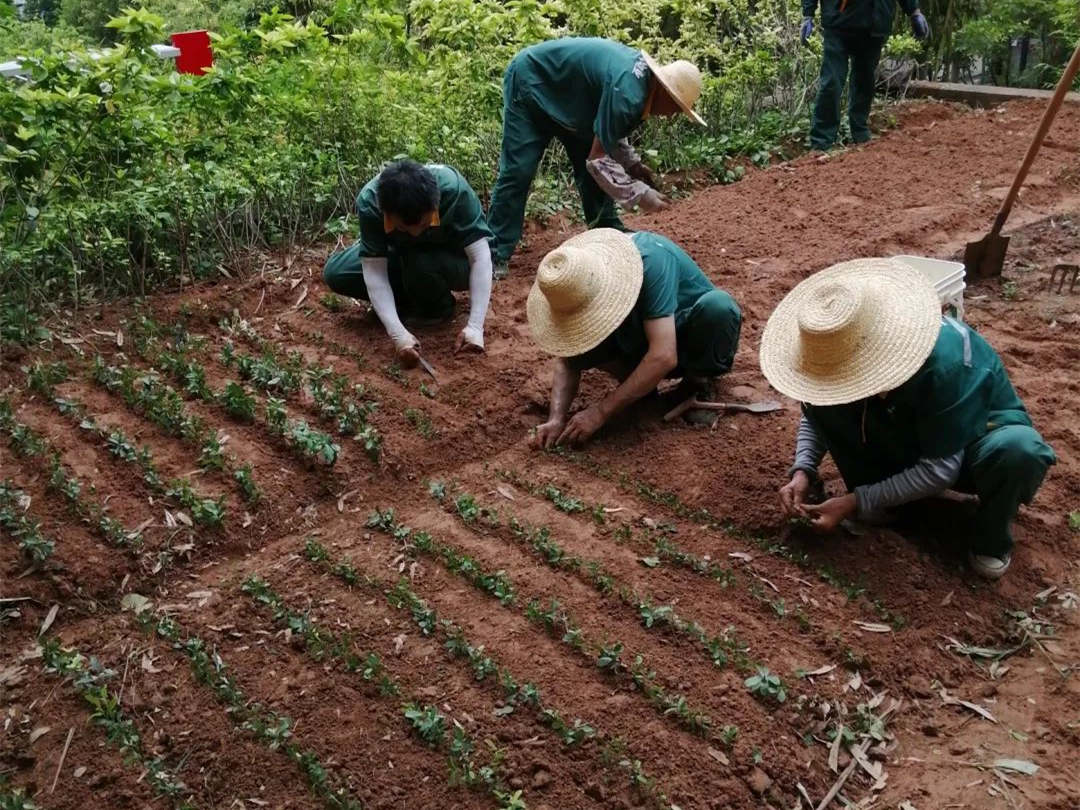 小区绿化养护补植