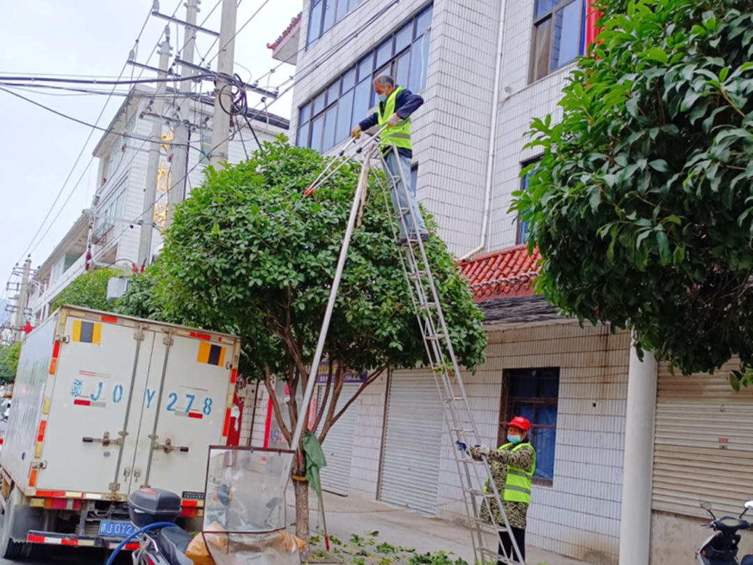 冬季绿化养护街道行道树修剪