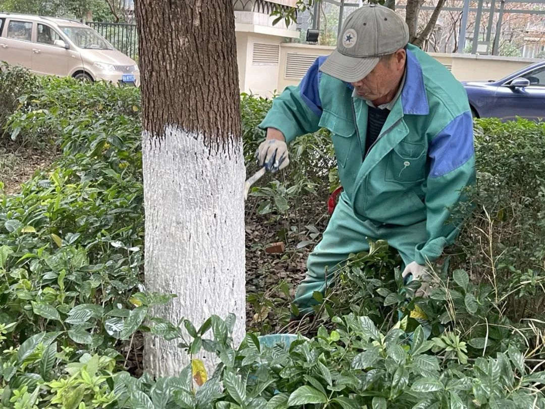 园林绿化养护树木涂白