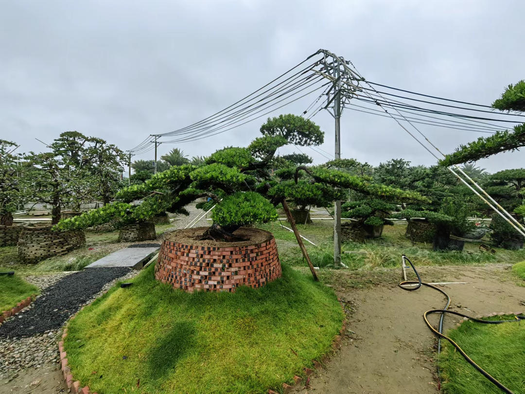 园林绿化工程反季节莳植苗木