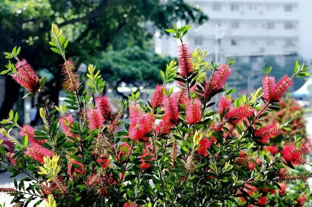 园林绿化工程观花树种推荐——红千层