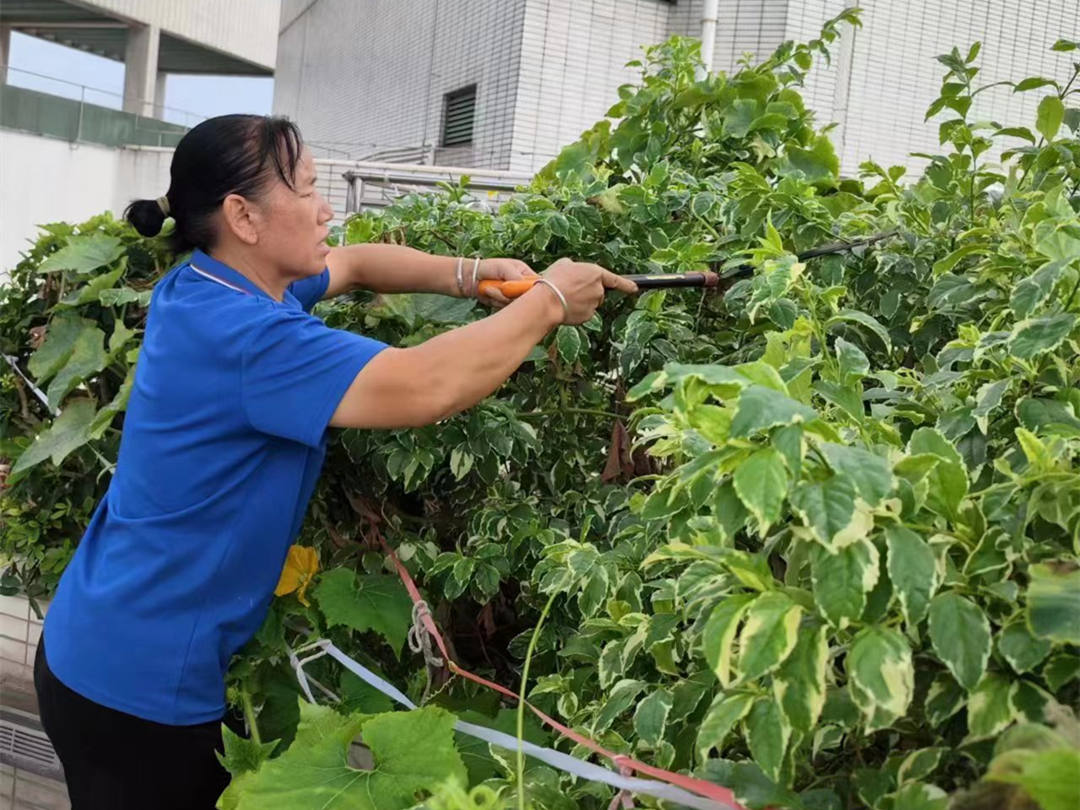 绿化养护修剪