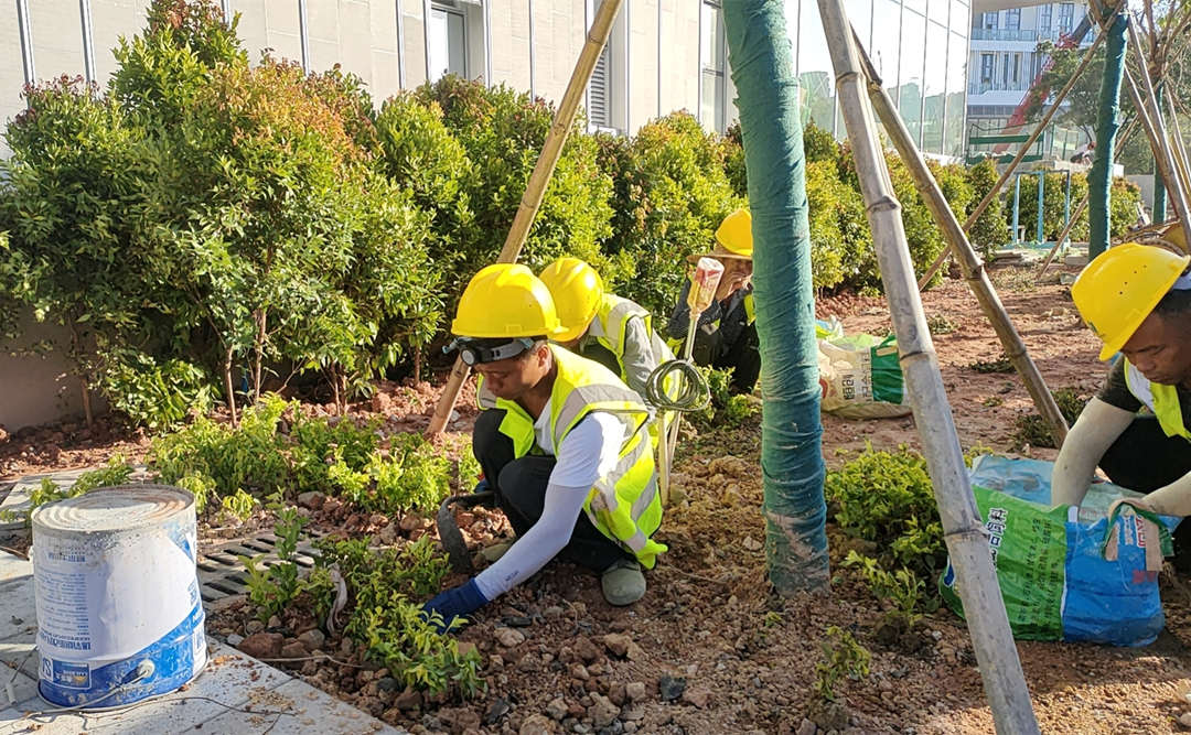 园林绿化工程施工莳植