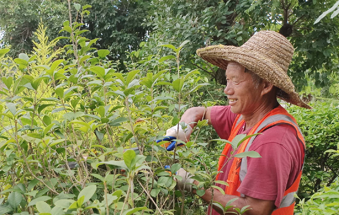 深秋绿化养护修剪