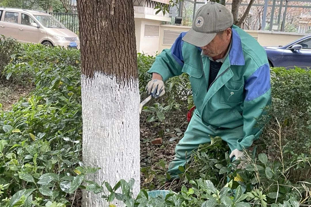 园林绿化养护涂白