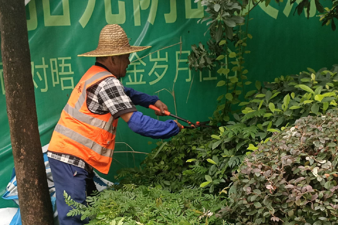 美的鹭湖绿化养护修剪