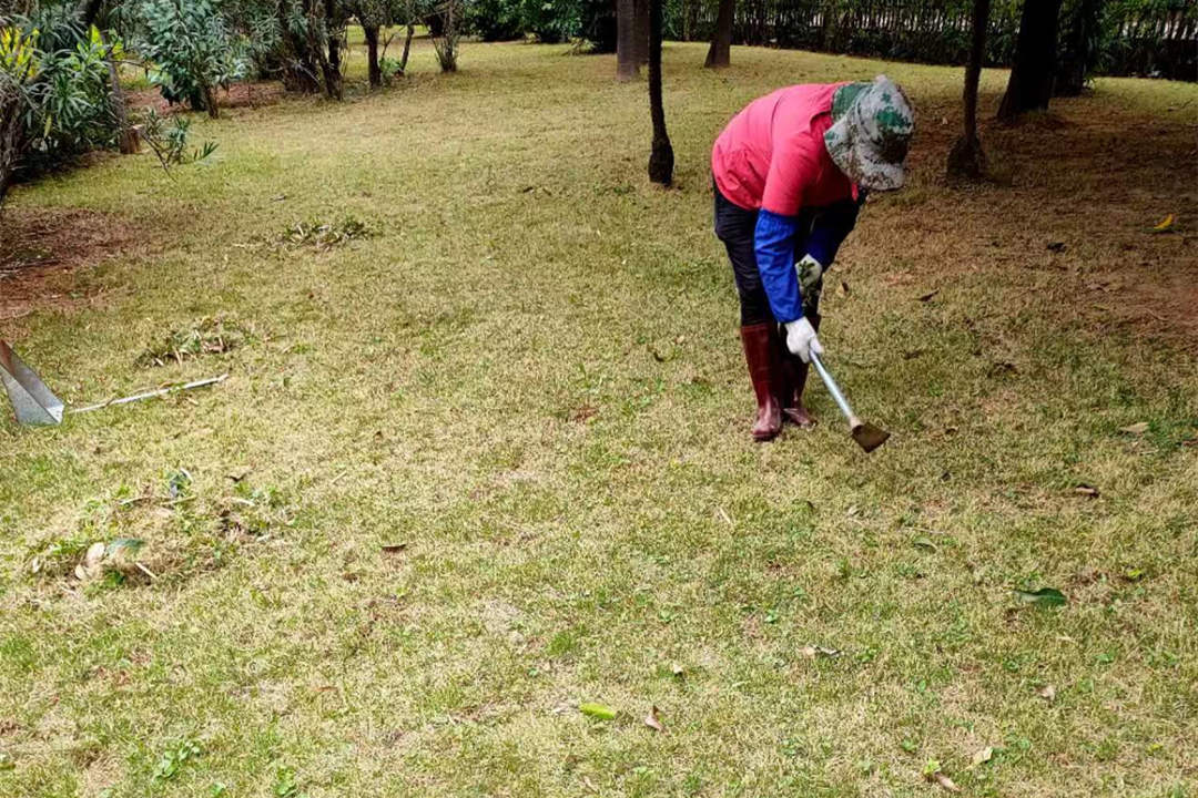 冬季绿化养护除草