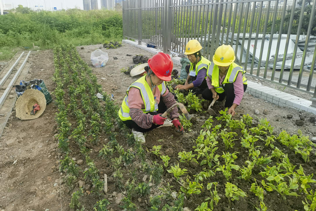 园林绿化工程莳植规范