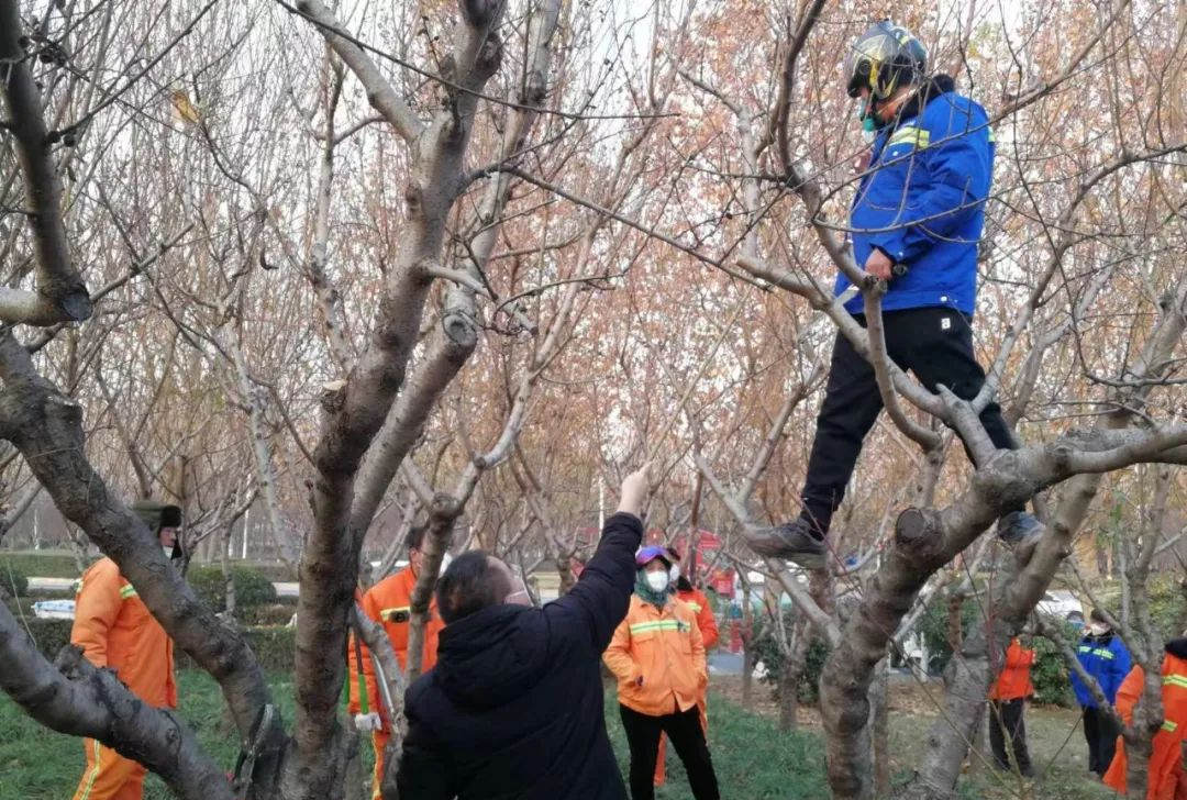 北方地区冬季绿化养护修剪