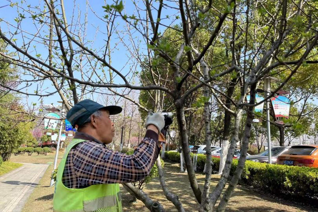 春节前的园林绿化养护主要事情安排